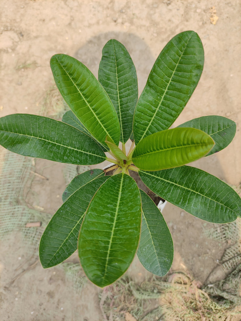 Seeds Pink Plumeria Flowers Plant