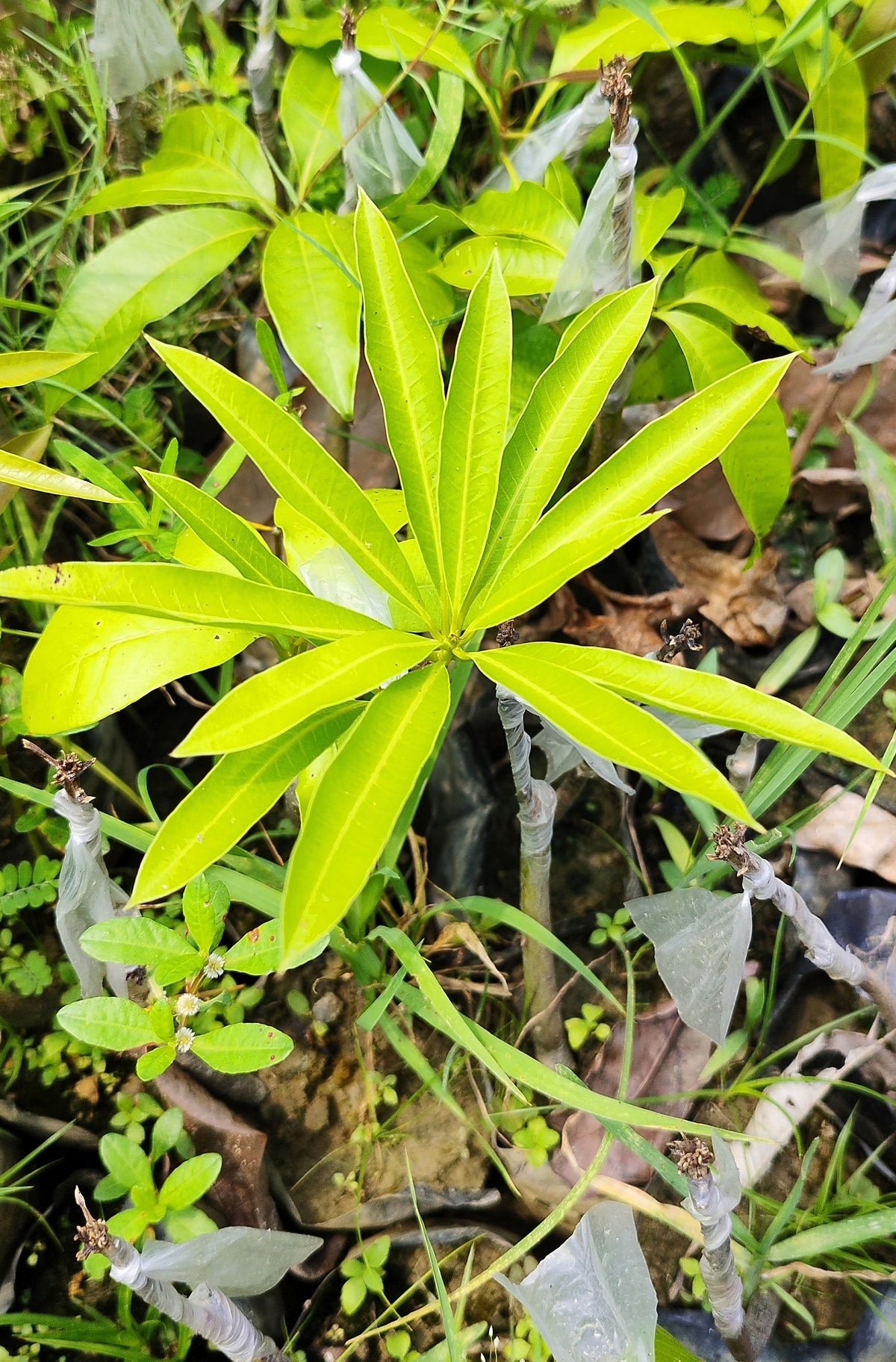Seeds Mango Flower