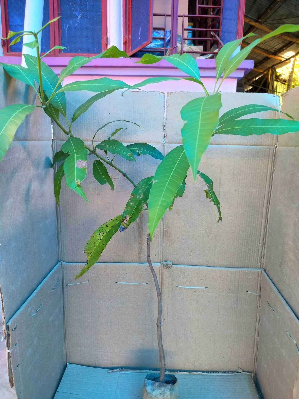 Seeds Bonsai Suitable Green Mango Tree Grafted All Season Delicious Mango Fruit Tree