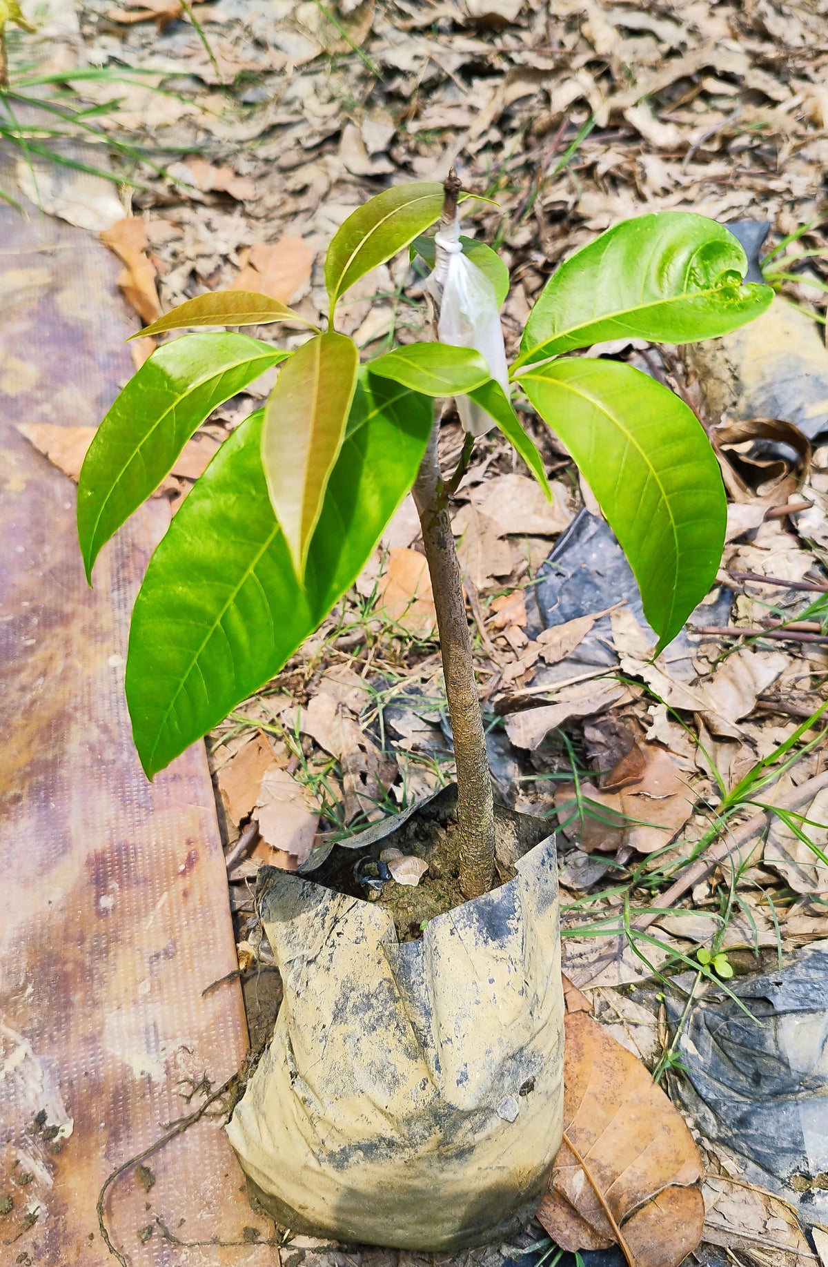 Seeds Gardens Exotic Alphonso Mango Plant (Ratnagiri) Grafted 1 Healthy Live Plant