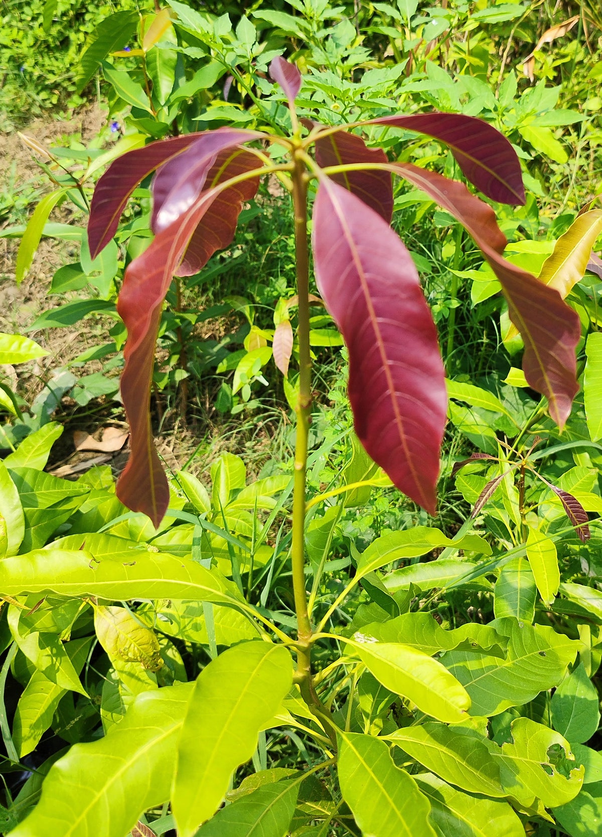 Seeds Alphonso Langda Chousa