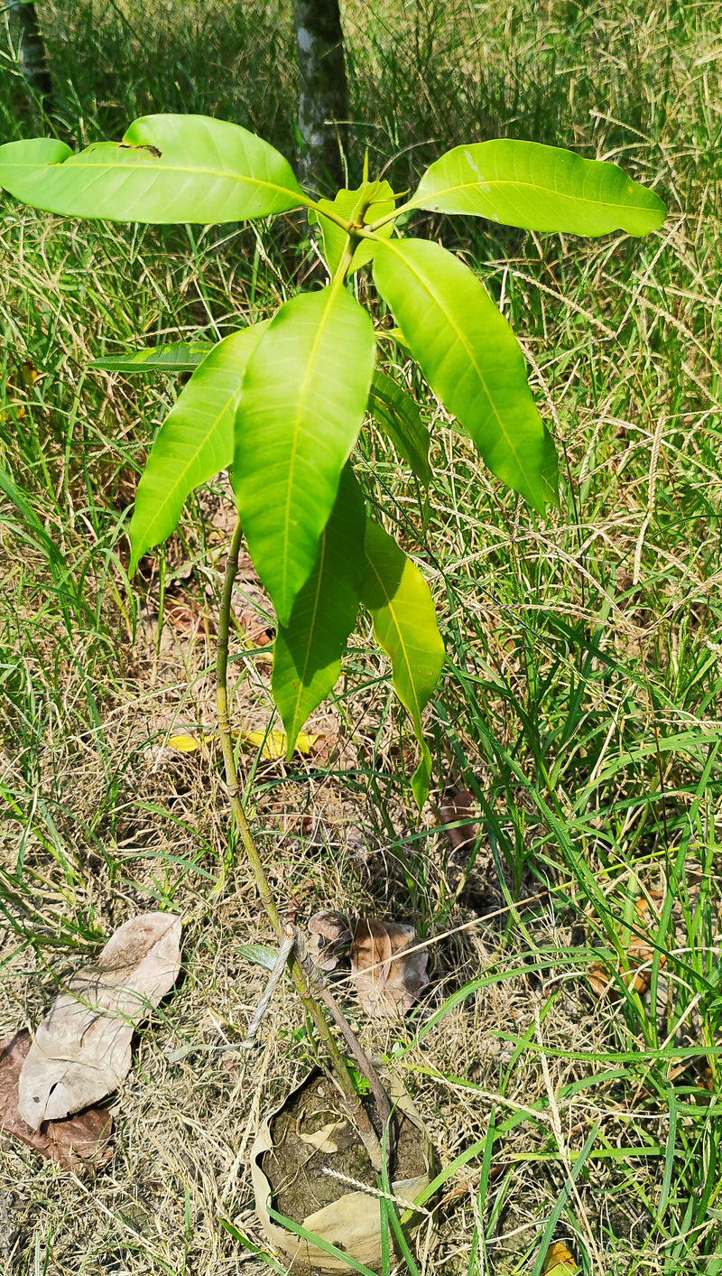 Seeds Thailand Variety Catimon Grafted Mango Plant / Plant Height 2Ft - 2.6Ft / Per Mango Weight Grater Than 1Kg