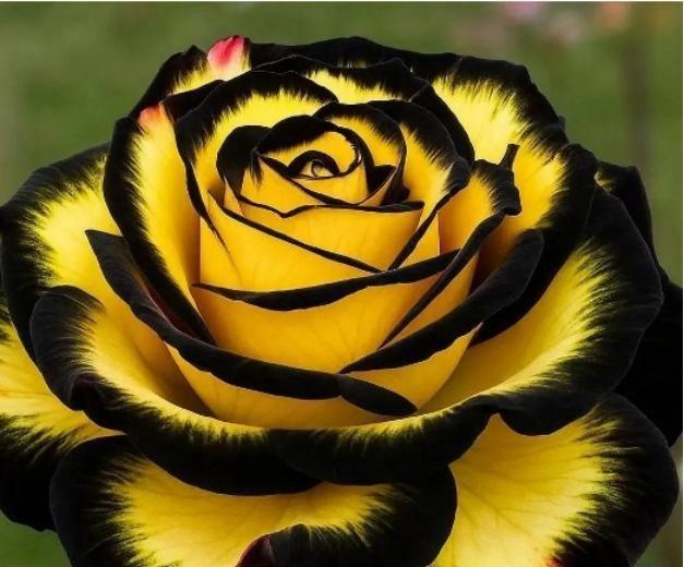 Eclipse Rose Seeds Pack of 1