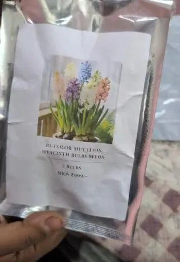 Bi-Color Mutation Hyacinth Bulbs Seeds