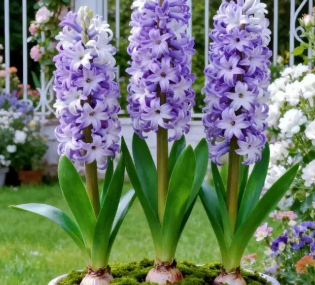 Bi-Color Mutation Hyacinth Bulbs Seeds