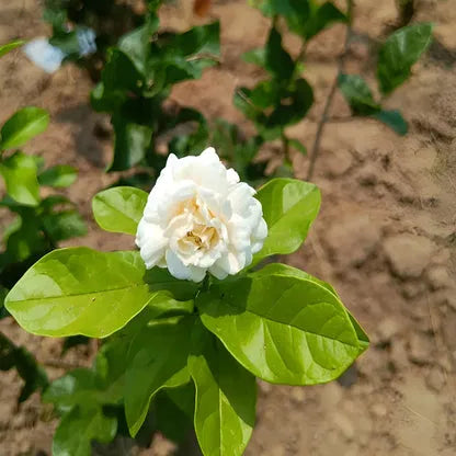 Double Jasmine Seeds