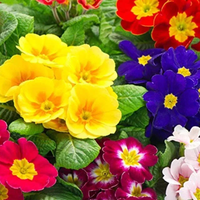 Rose Primrose Seeds With Plant Growth Supplement ( Pack of 2 )